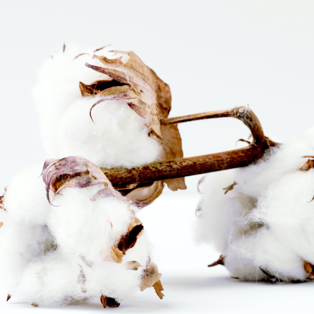 True Sustainability Requires Desirability