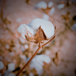 Why Pima Cotton T-Shirts are Better for the Environment